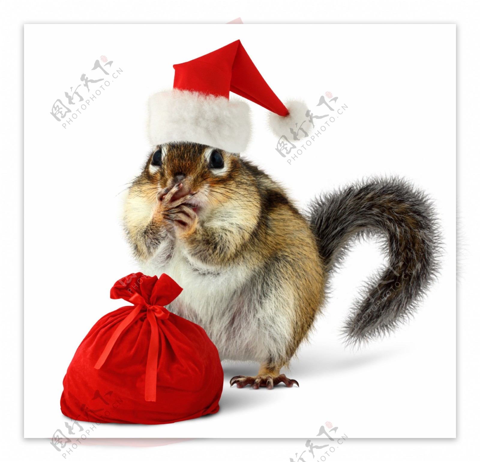 圣诞松鼠与钱袋图片
