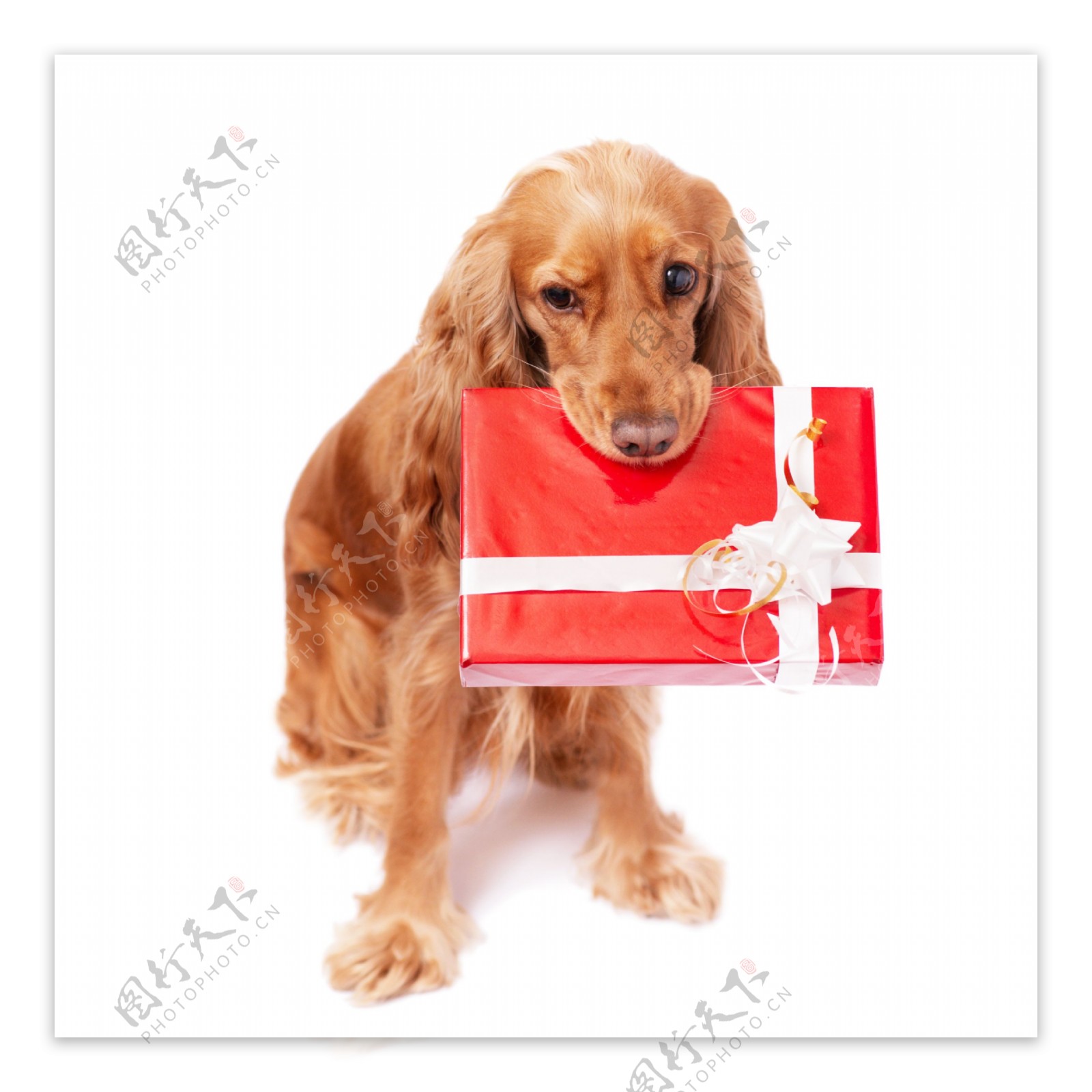 礼物盒与小狗图片