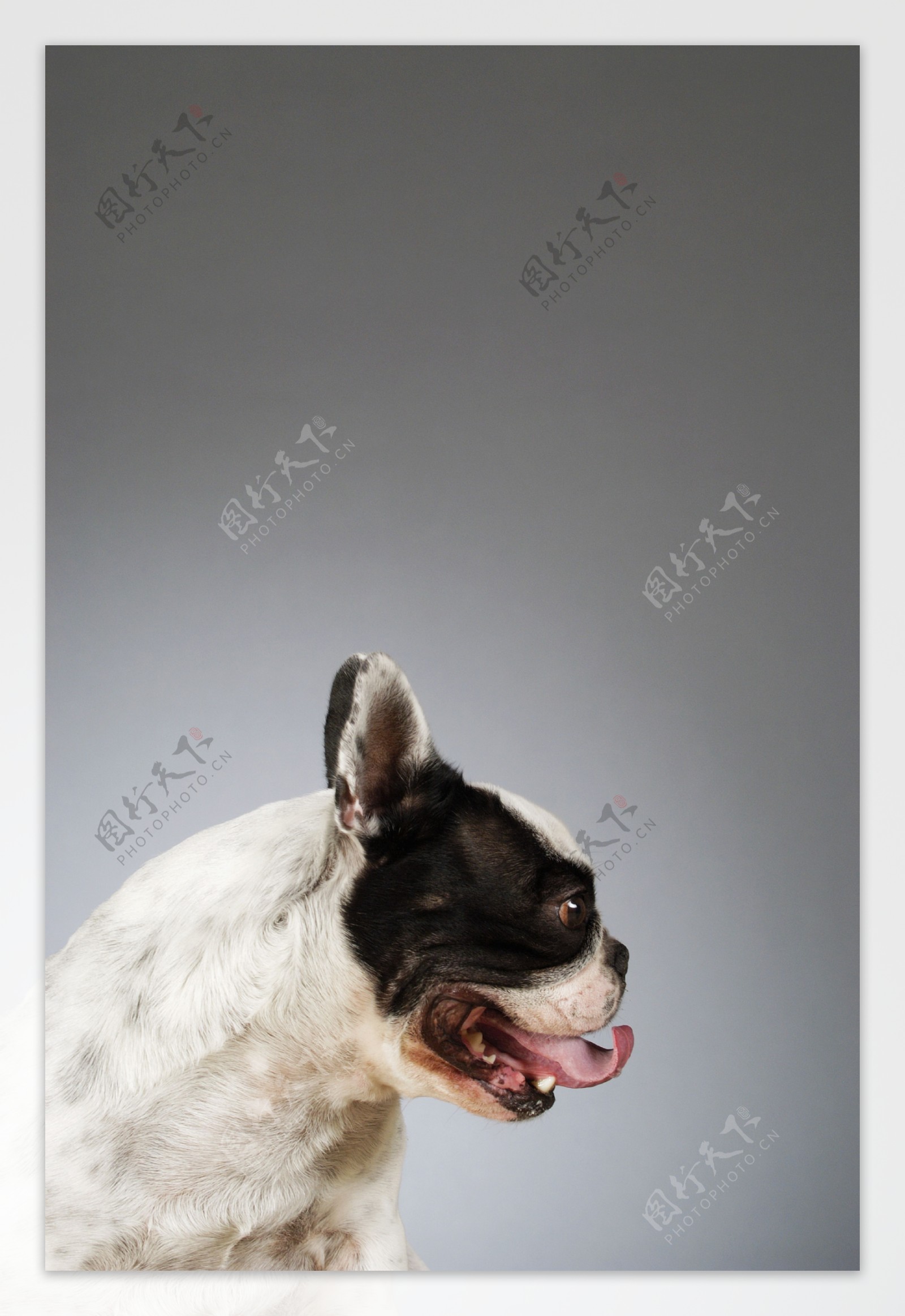 壁纸1024×768世界名狗高清壁纸 第二集 壁纸11壁纸,世界名狗高清壁纸 （壁纸图片-动物壁纸-动物图片素材-桌面壁纸