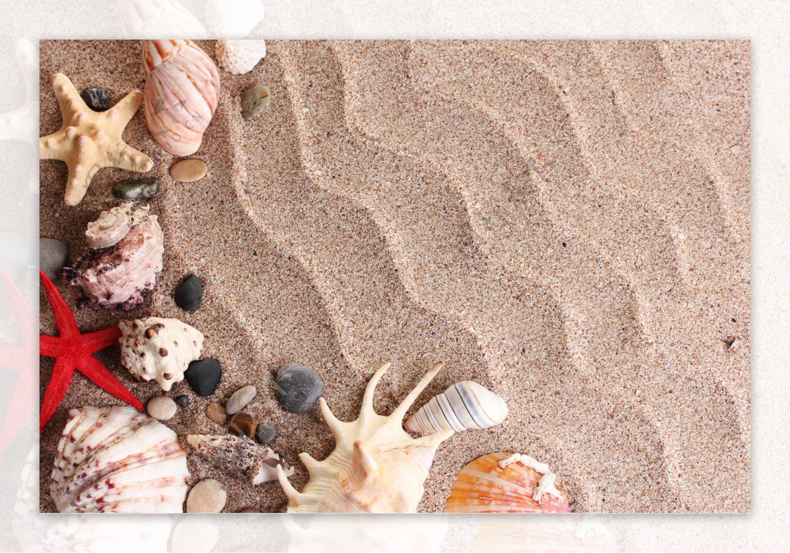 沙滩上的贝壳海星摄影图片