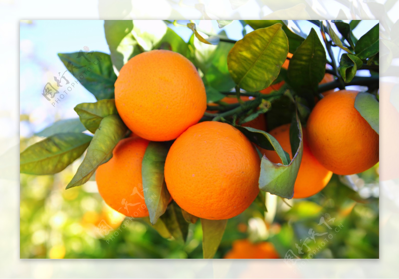 仿真橘子枝桔子落地长枝叶酒店绿植客厅样板间软装跨境货源-阿里巴巴