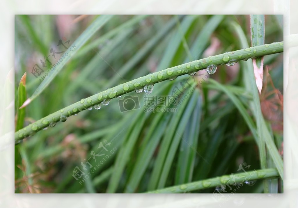 自然水草植物露水雨雨滴一滴的水绿色滴水滴