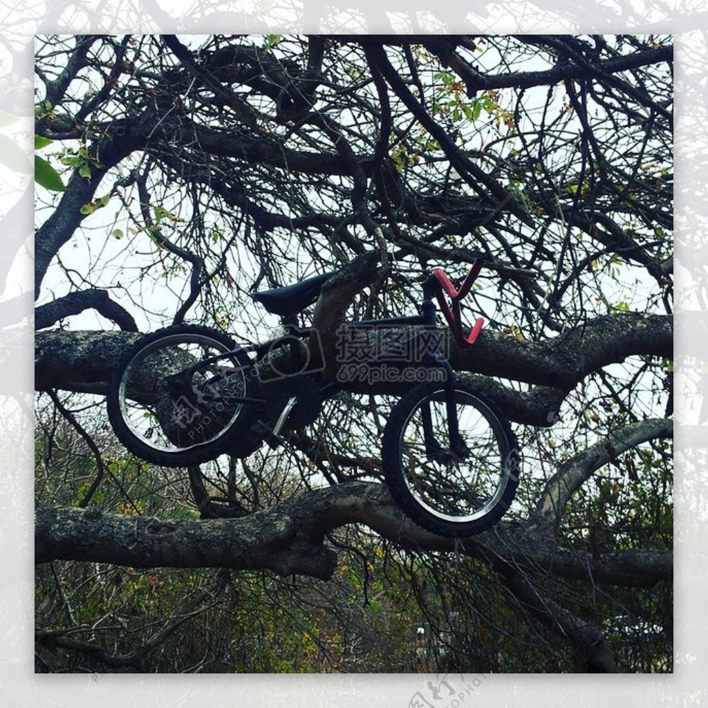 树木公园树叶树自行车自行车挂树林