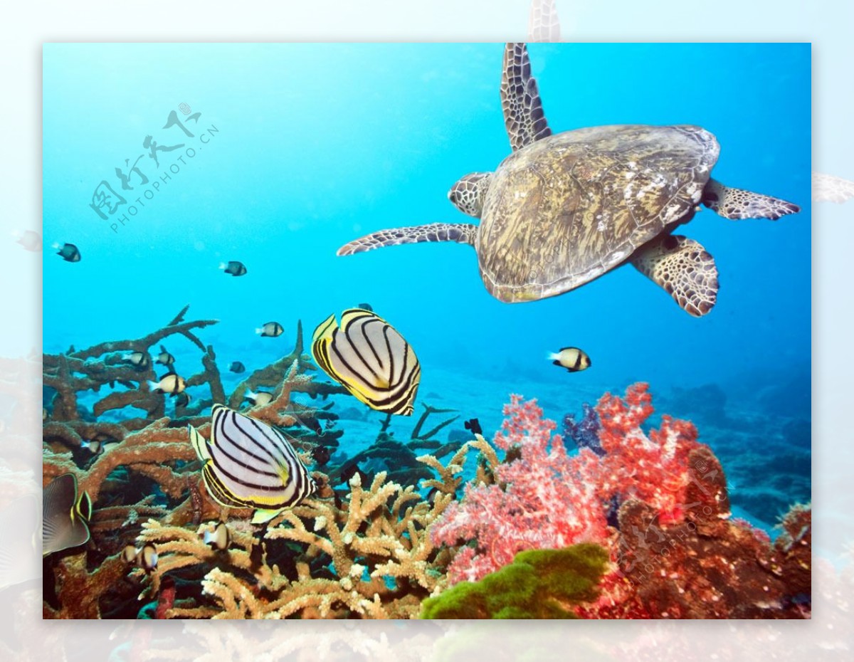 海底世界乌龟与珊瑚图片