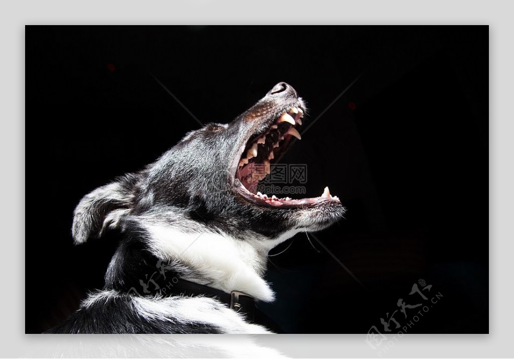 动物狗宠物危险树皮口哭牙齿吆喝高清壁纸黑色壁纸