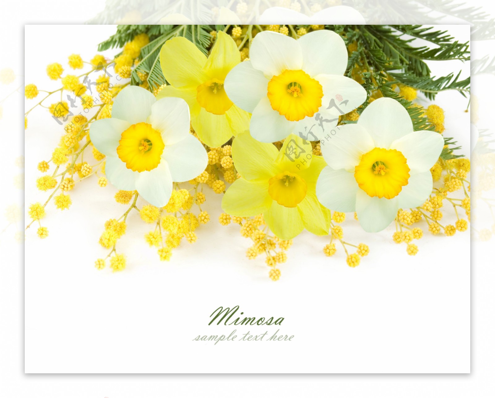 精美娇美的黄色白色花束图片
