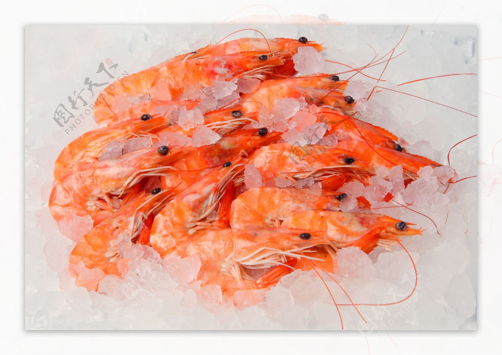 冰冻的红虾图片
