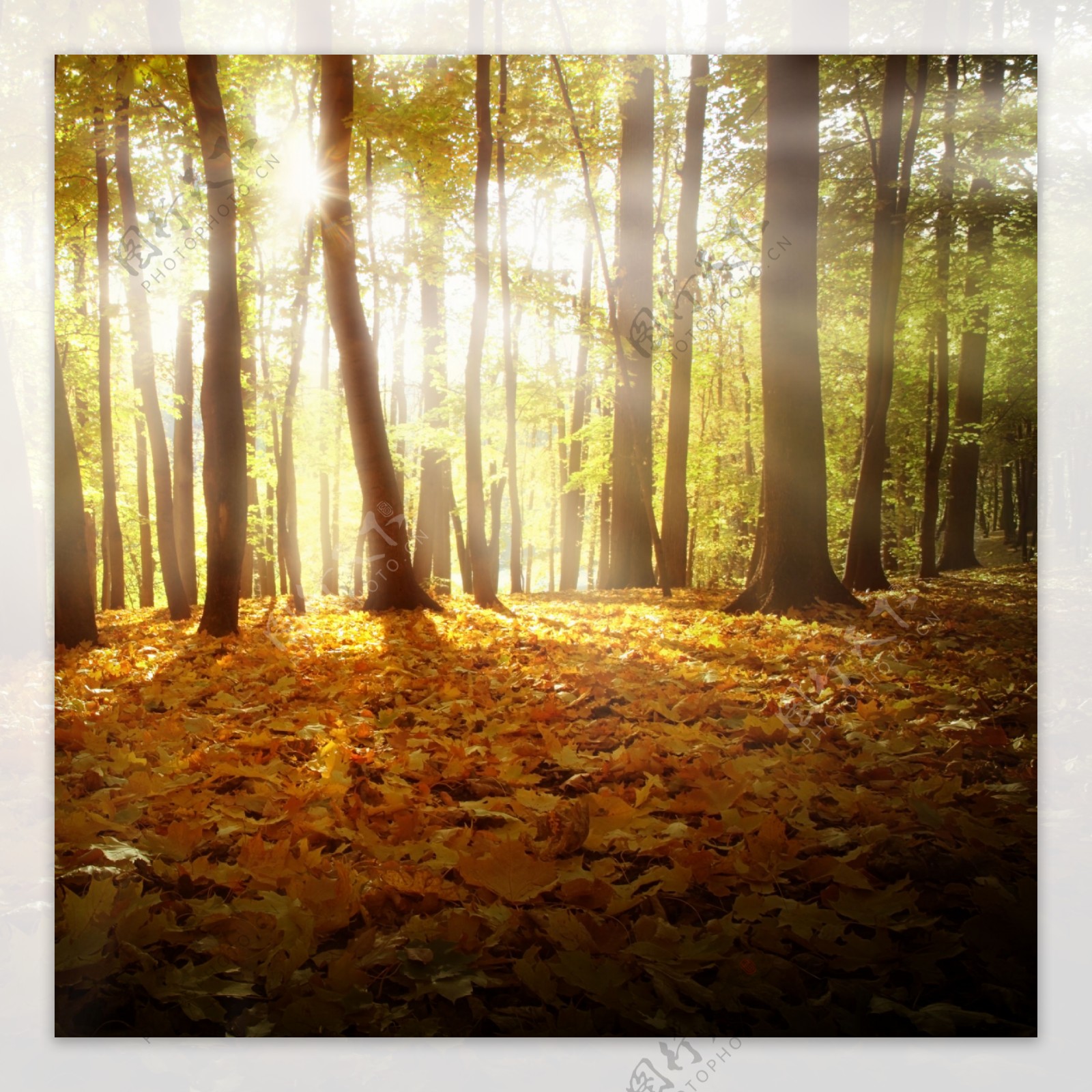 朦胧美丽的秋日树林图片