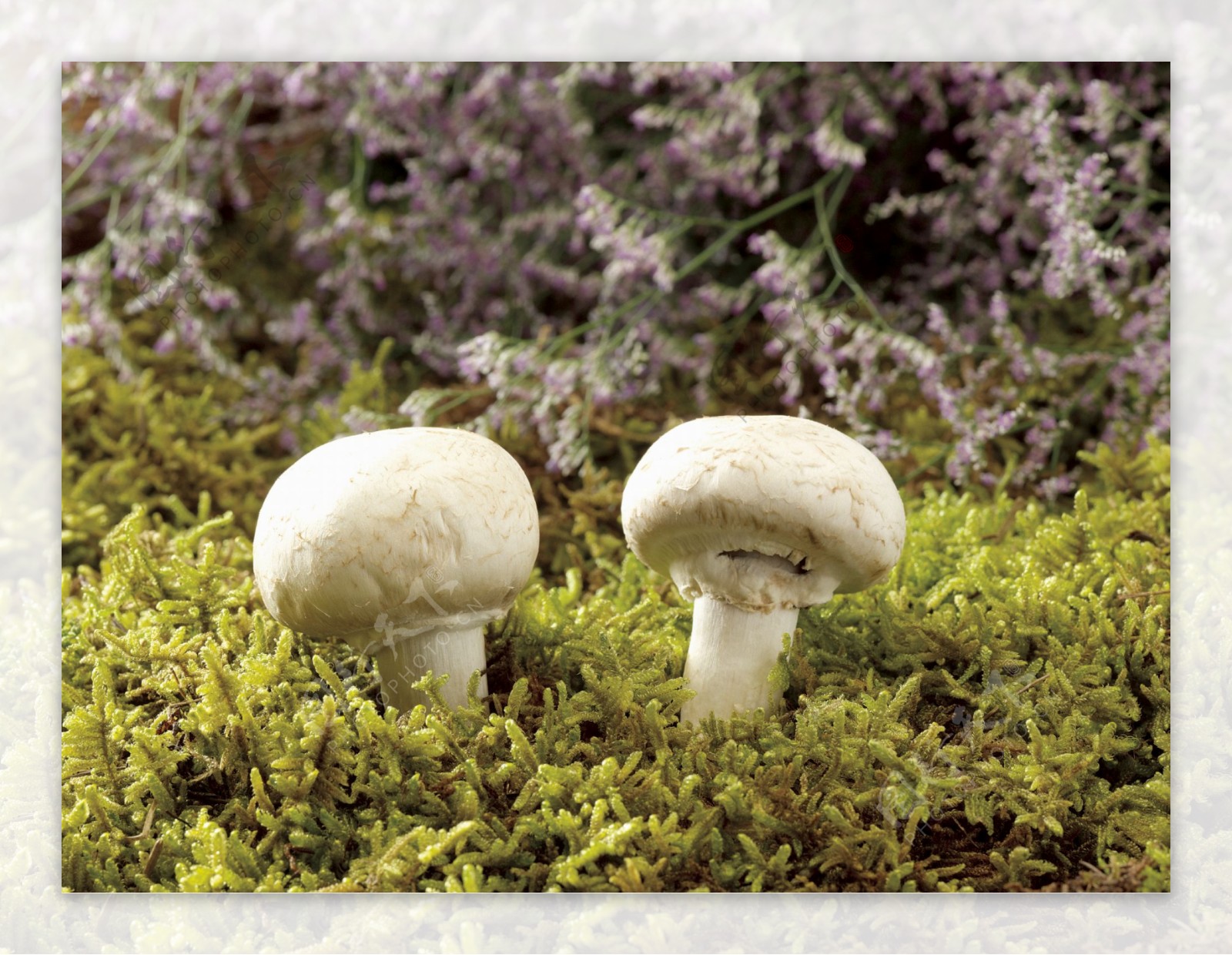 长在草地里的蘑菇图片