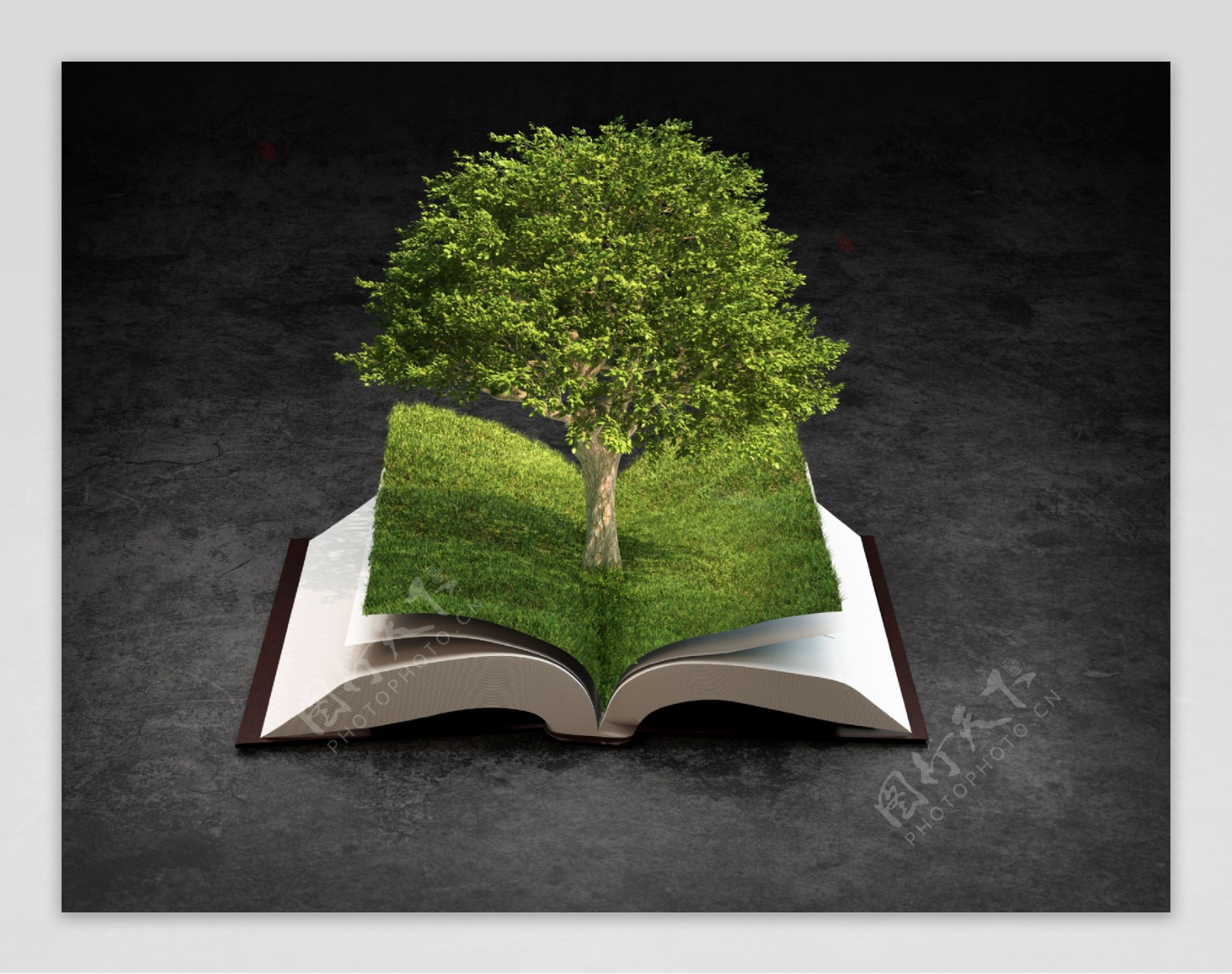 树木与书本