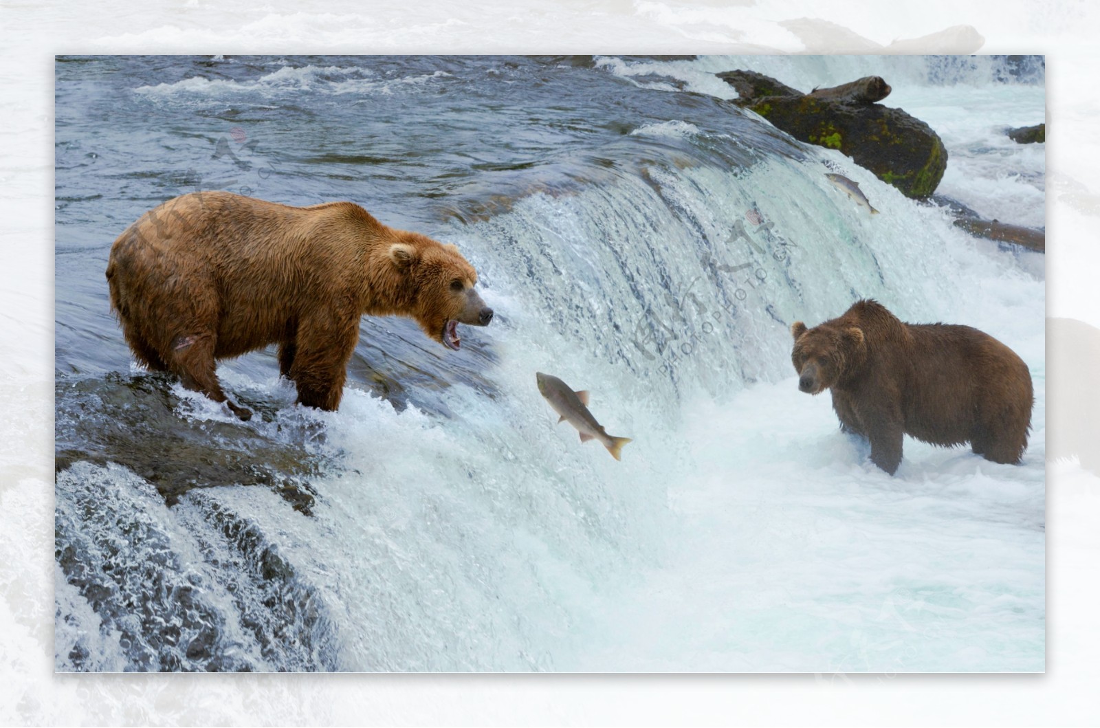 河里吃鱼的狗熊图片