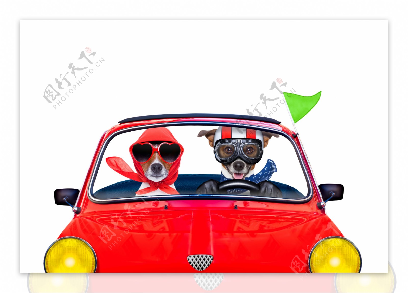 开车旅游的狗图片