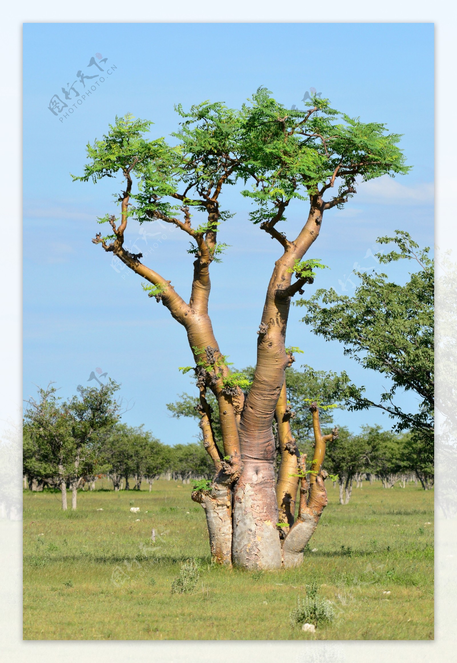 非洲草原树木风景图片