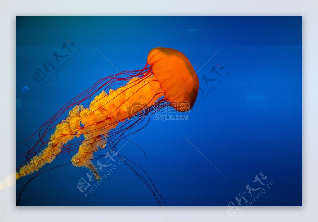 橙色水母游泳蓝海