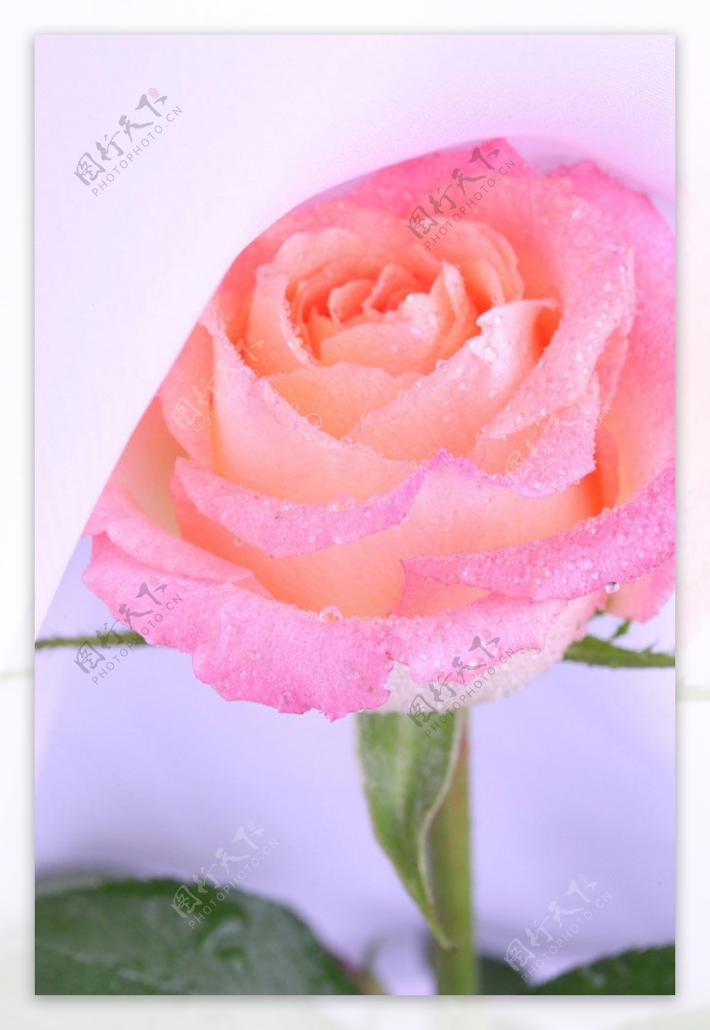 娇艳的粉玫瑰花图片