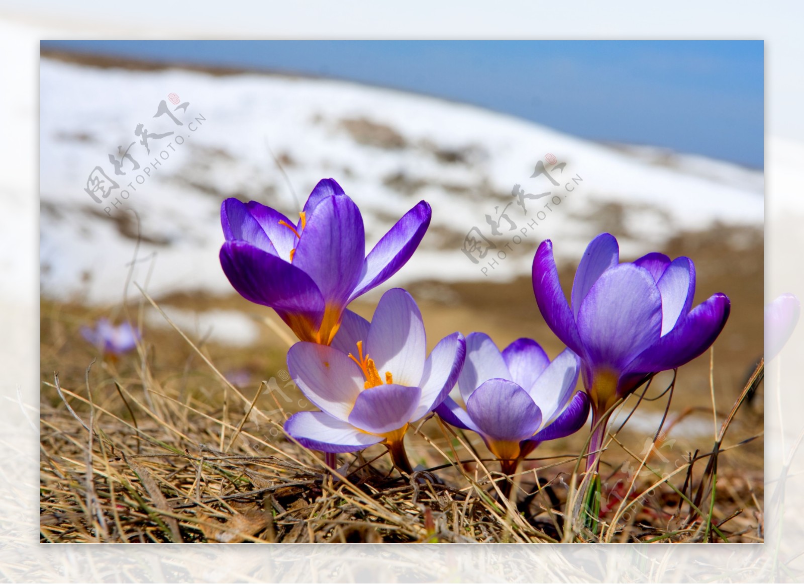 春天雪地上的花朵图片