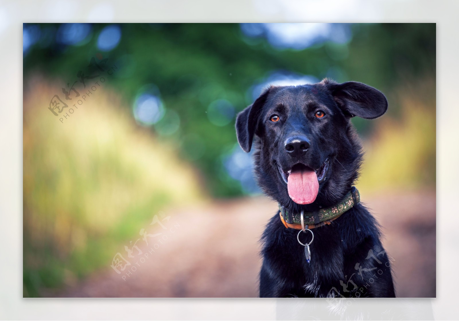伸舌头的黑狗图片
