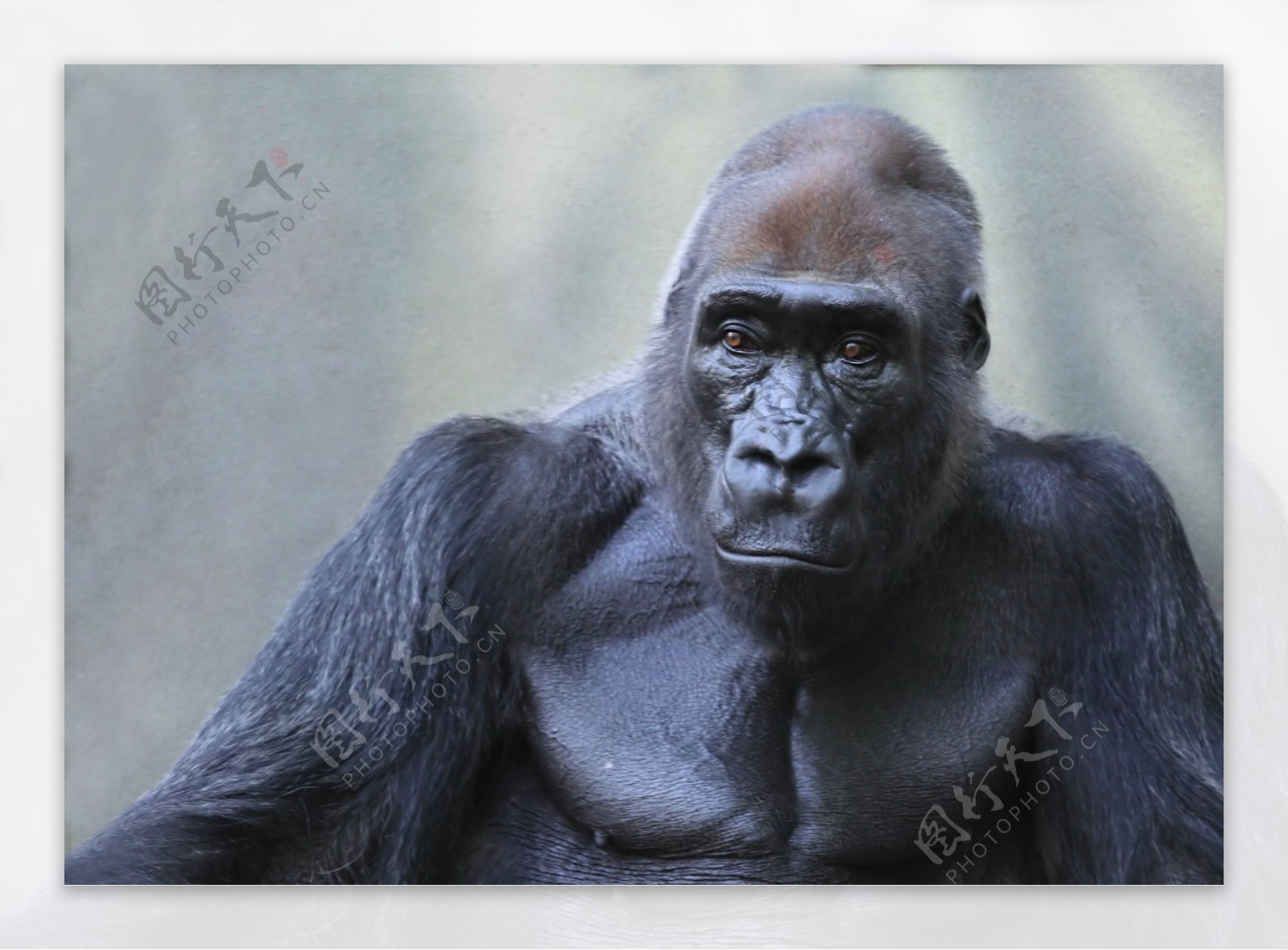 一只黑色猩猩图片