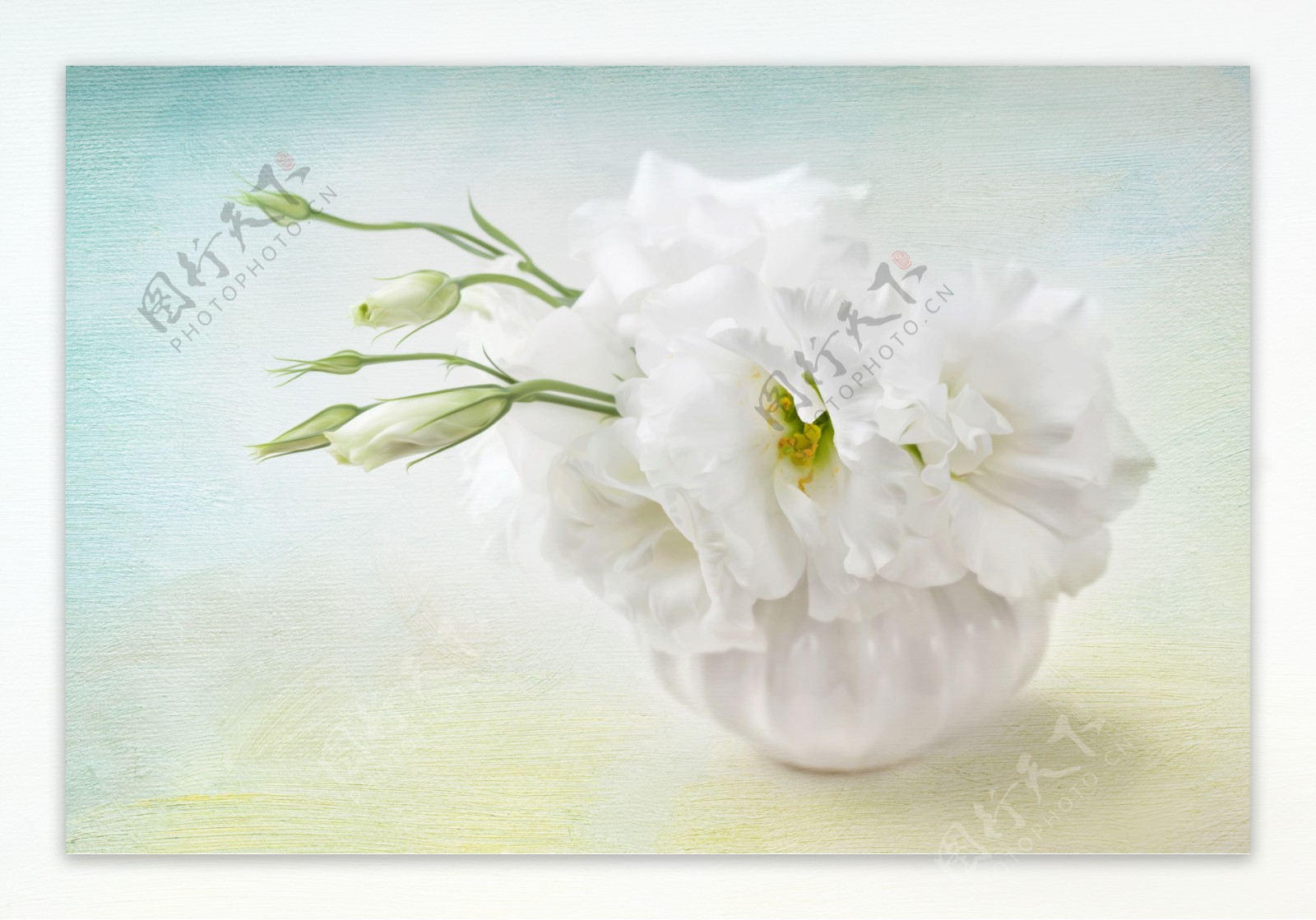 纯洁白色花朵图片