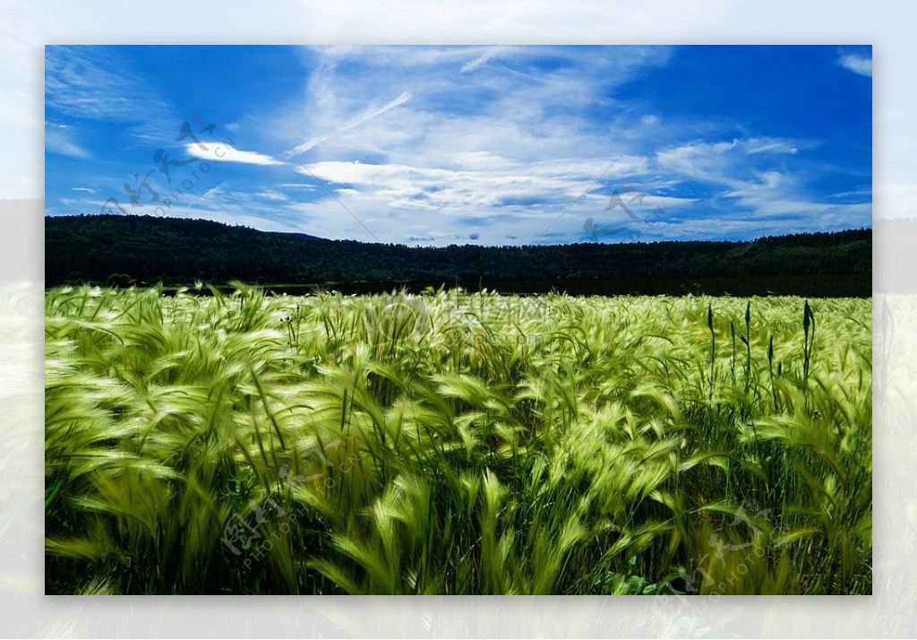 自然农业蓝色天空麦田粮食场