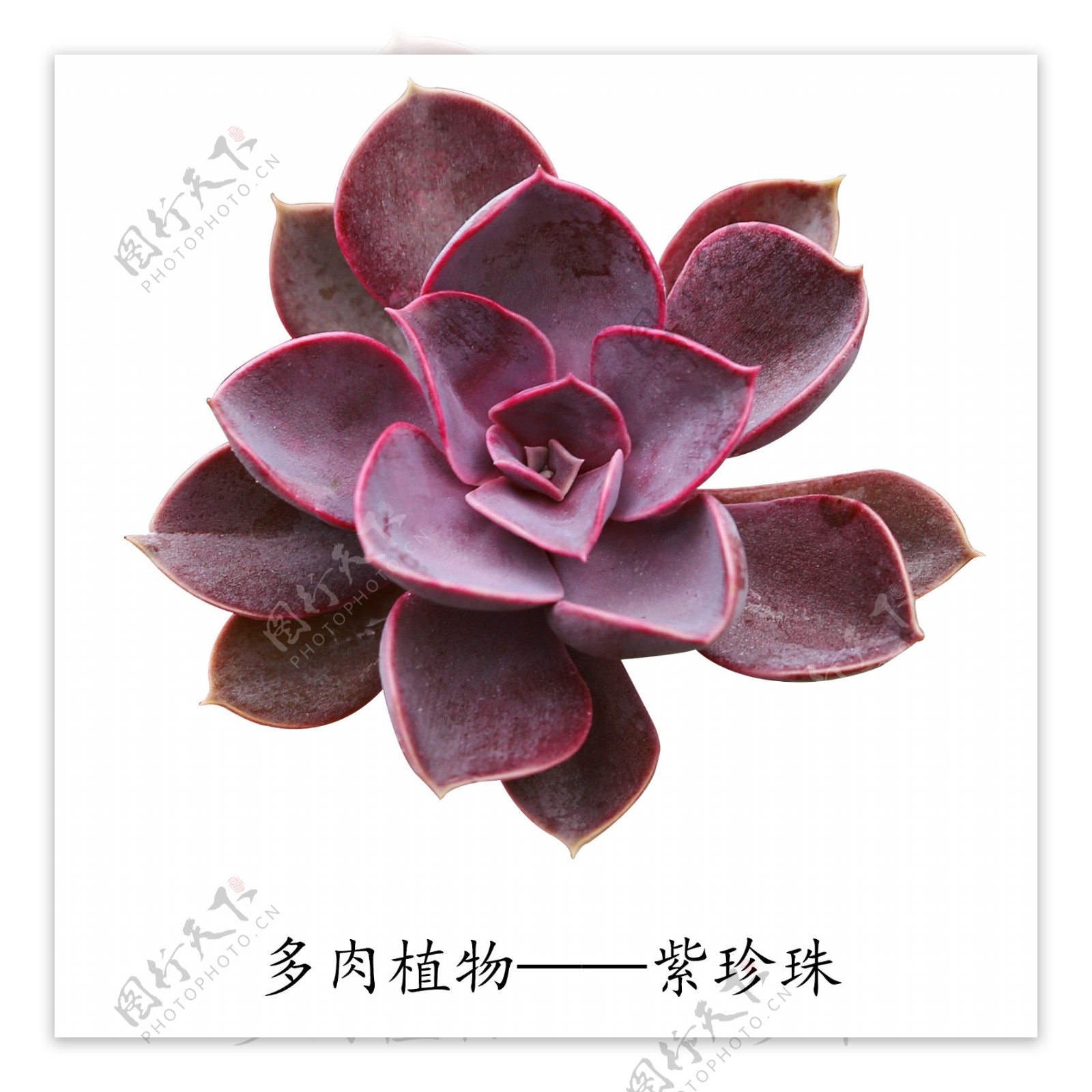 多肉植物紫珍珠