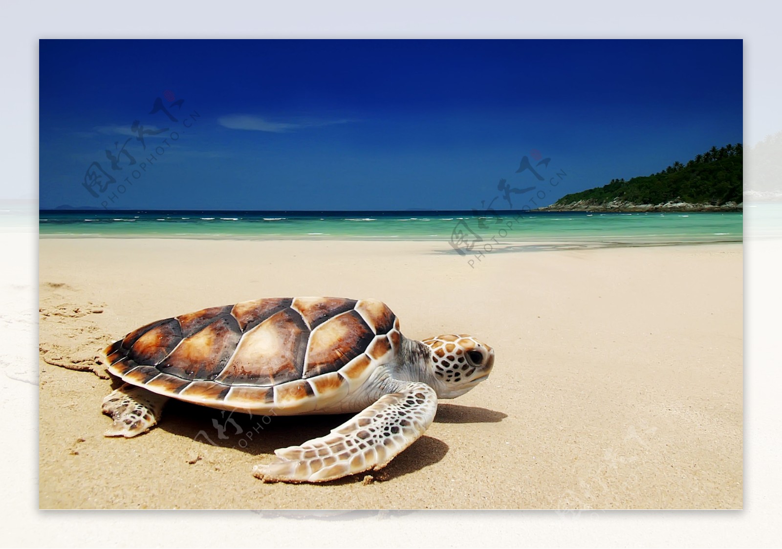 沙滩的乌龟图片