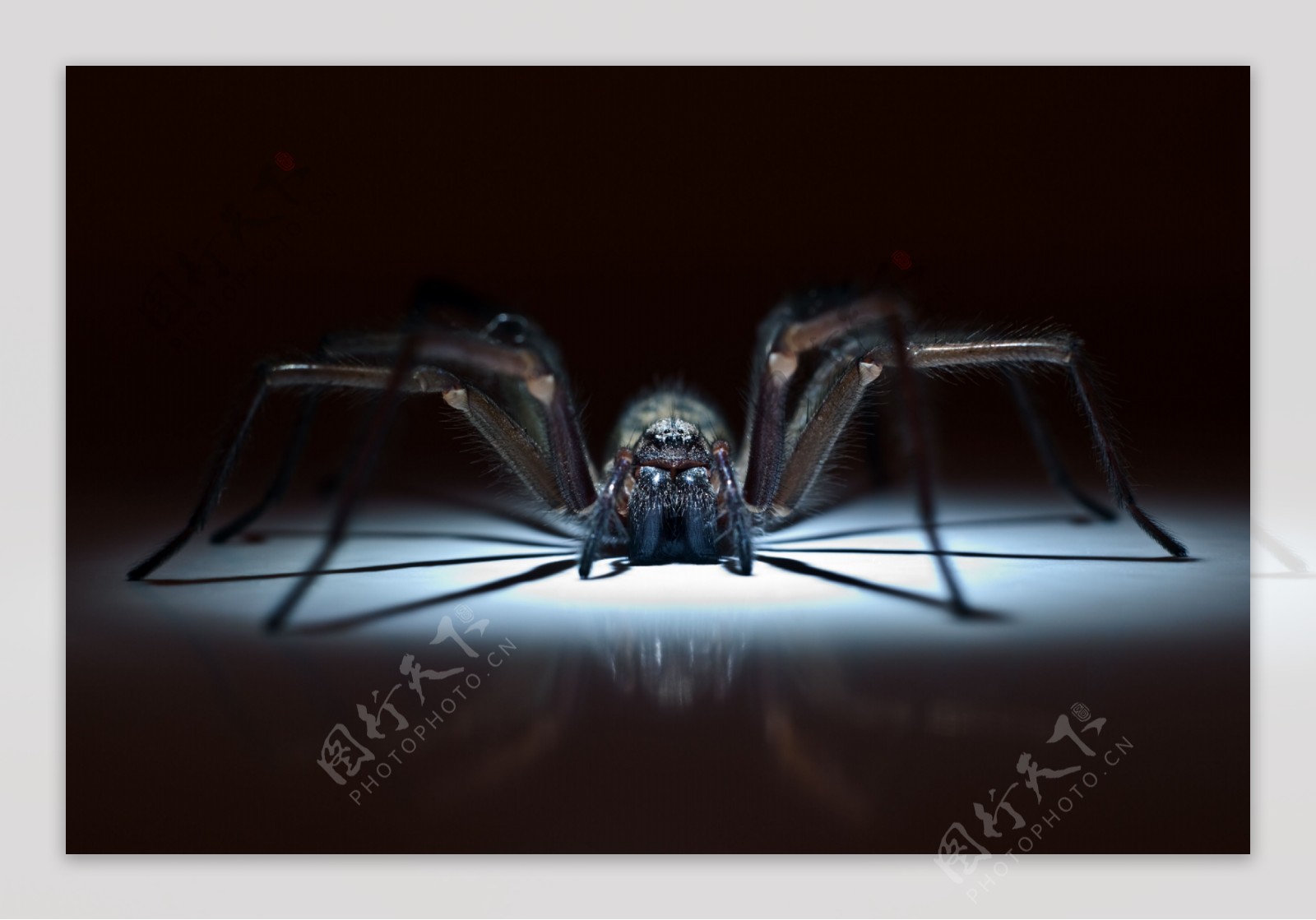 光斑上的蜘蛛图片