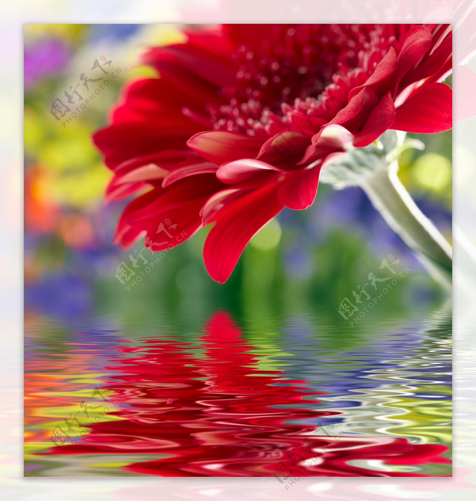 有水倒影的红色花朵图片