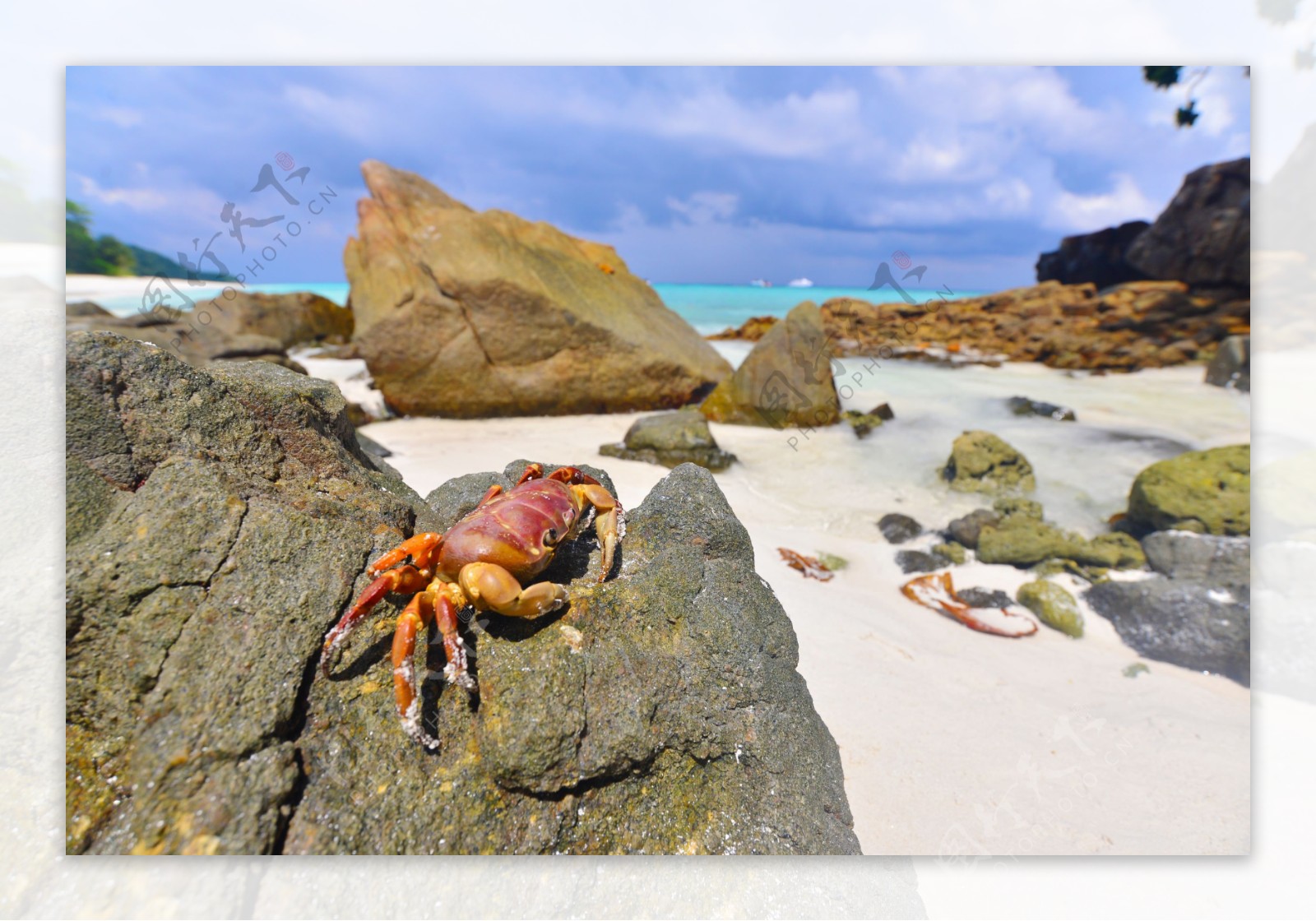 爬在大石头上的螃蟹图片