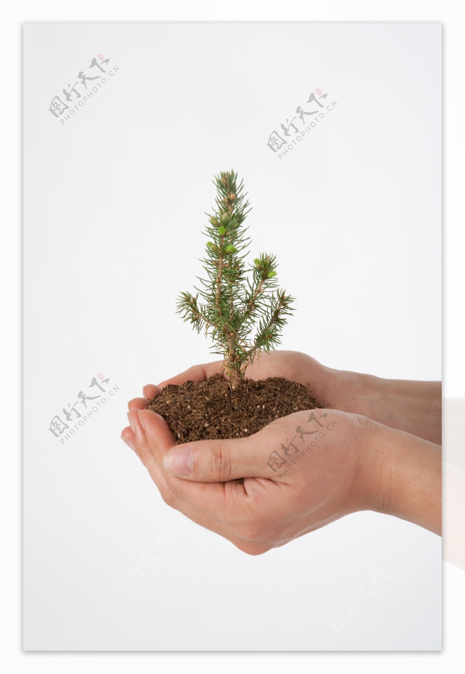 双手捧着的泥土植物图片