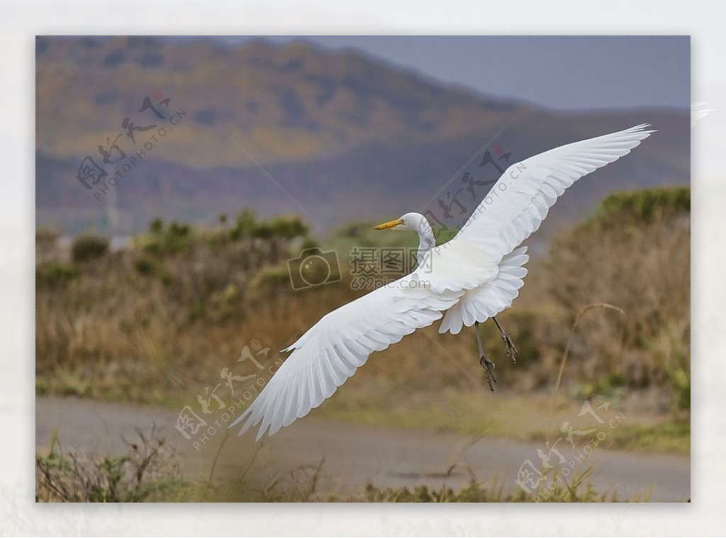 自然鸟飞动物白色喙着陆羽毛白鹳