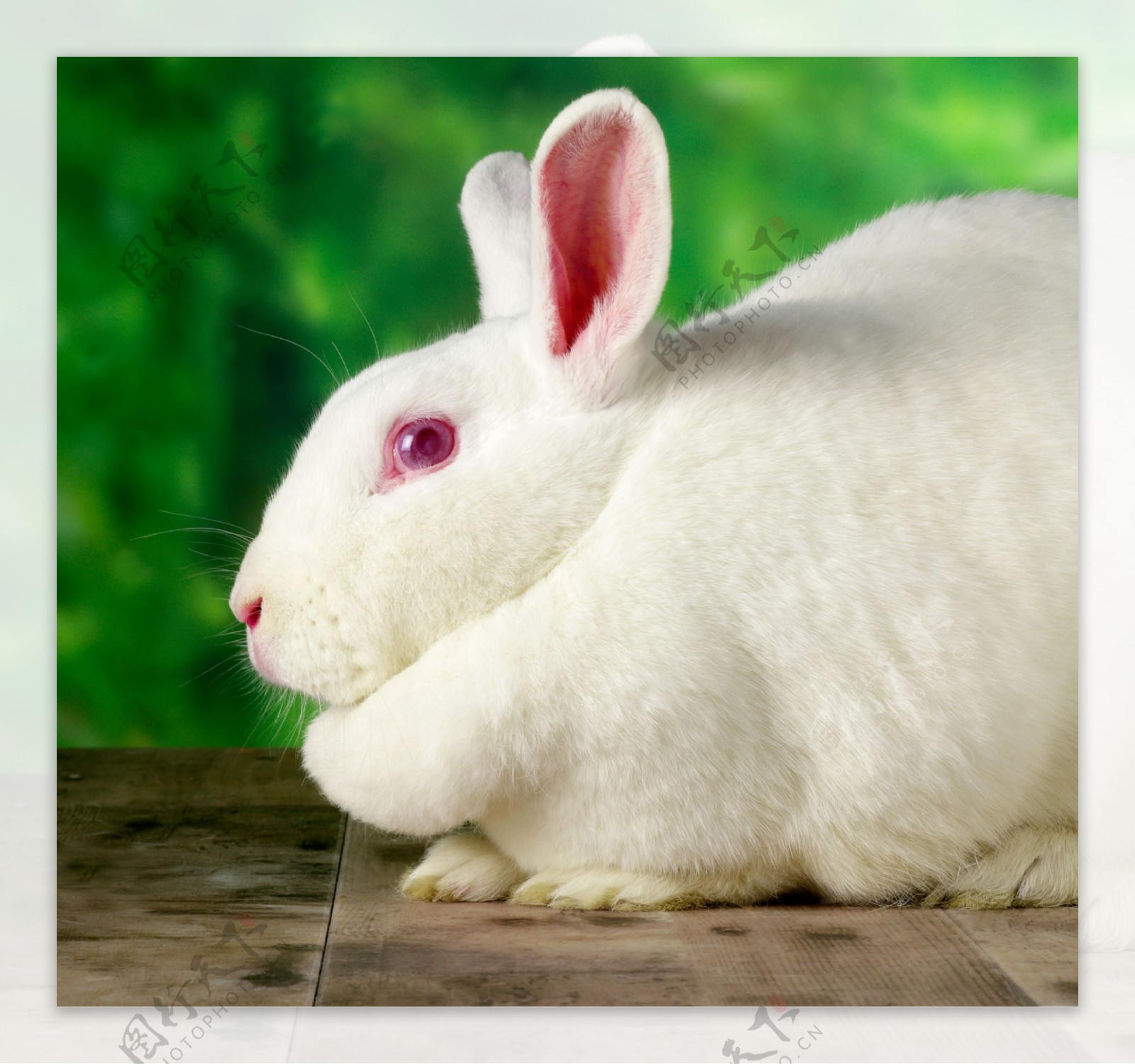 白色兔子图片