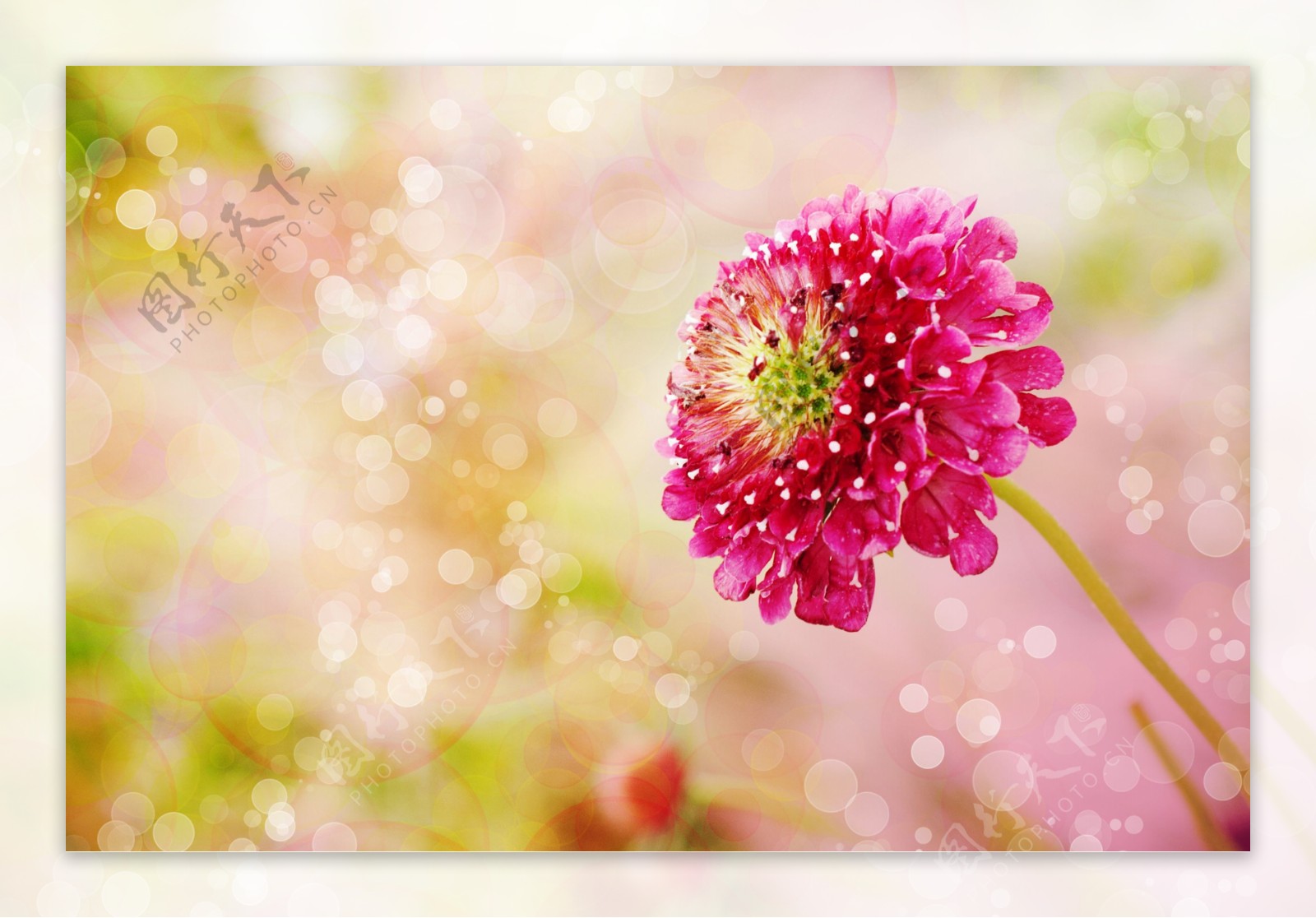 美丽花朵与梦幻光斑背景图片