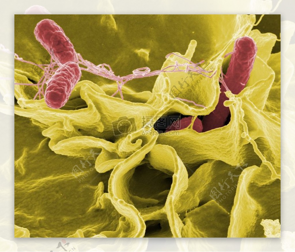 显微镜下的细菌