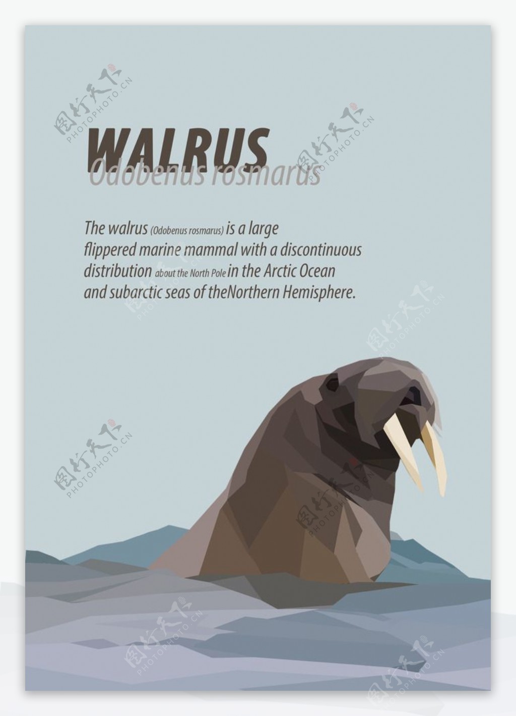 walrus简介海报