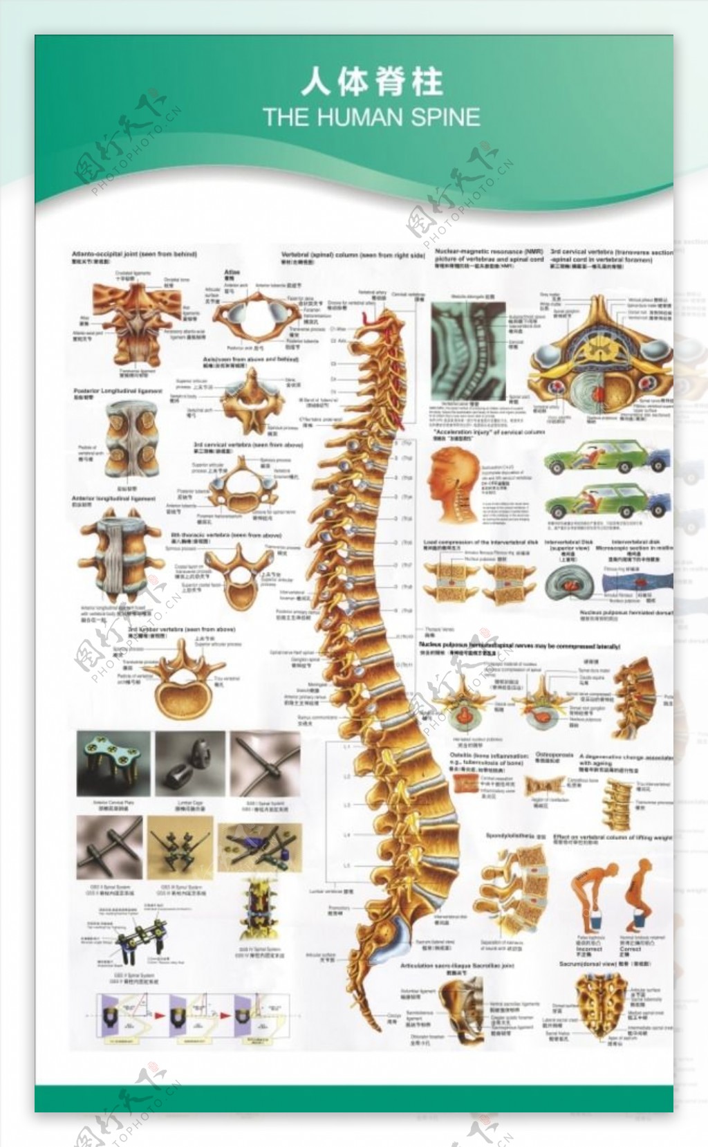 人体脊柱