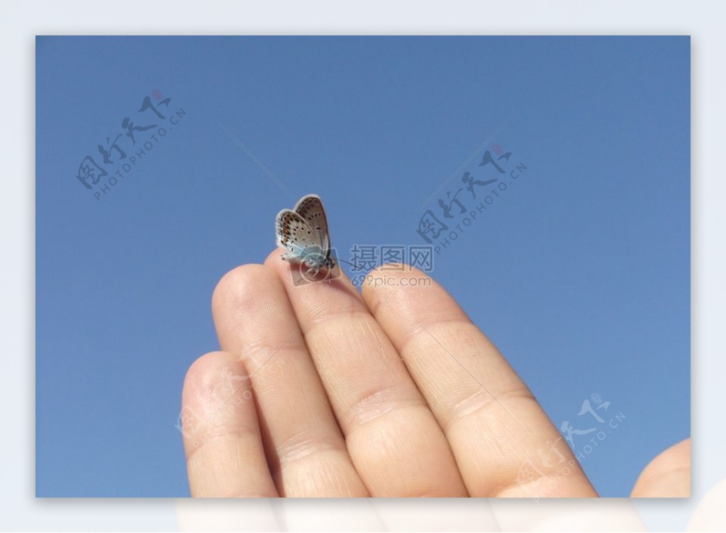 指尖的蝴蝶