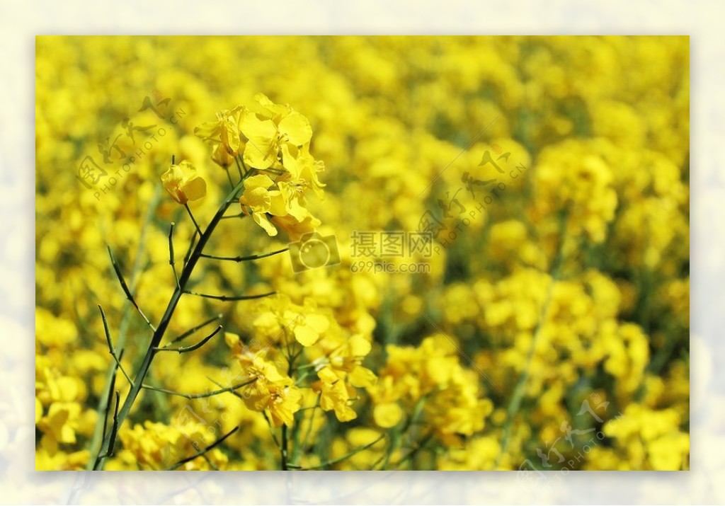 黄颜色的花朵