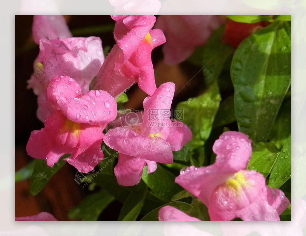 沾着露水的粉色花朵