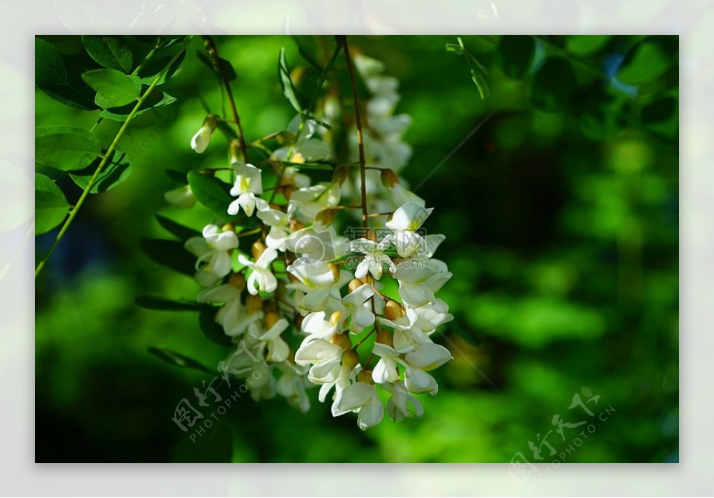 树枝上的白色花朵