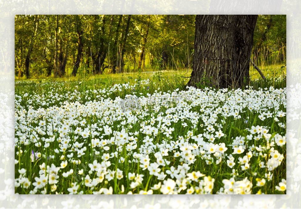 树林里的白色花丛