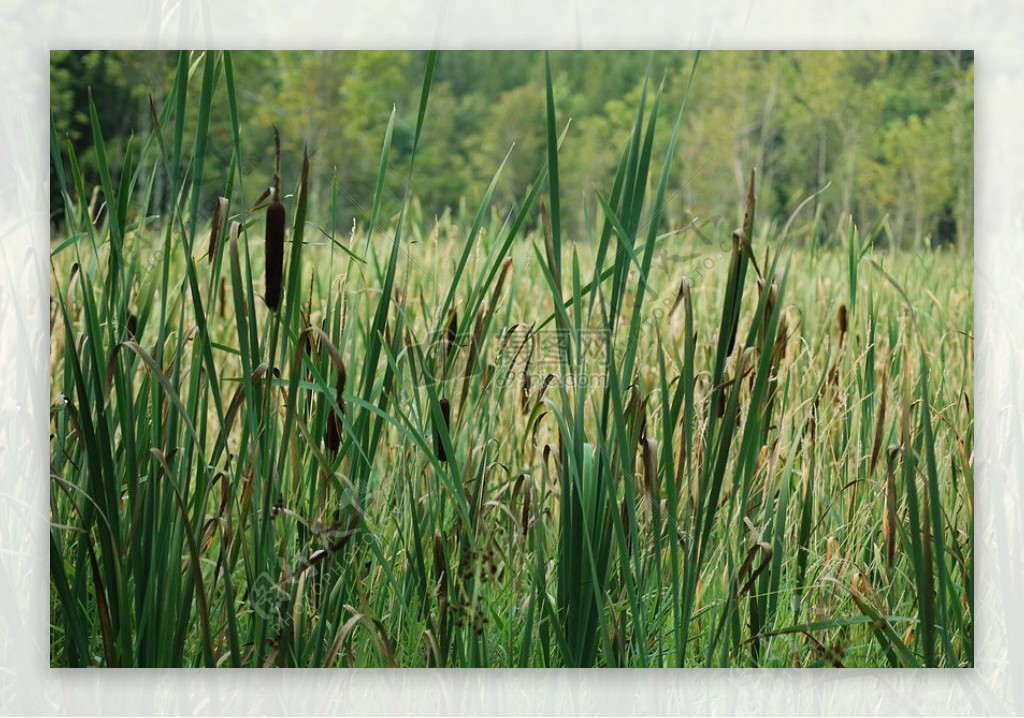 沼泽旁的杂草