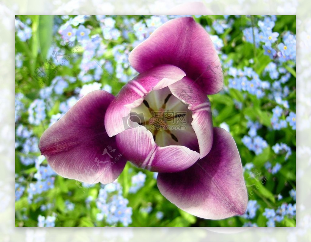 开放的紫色兰花