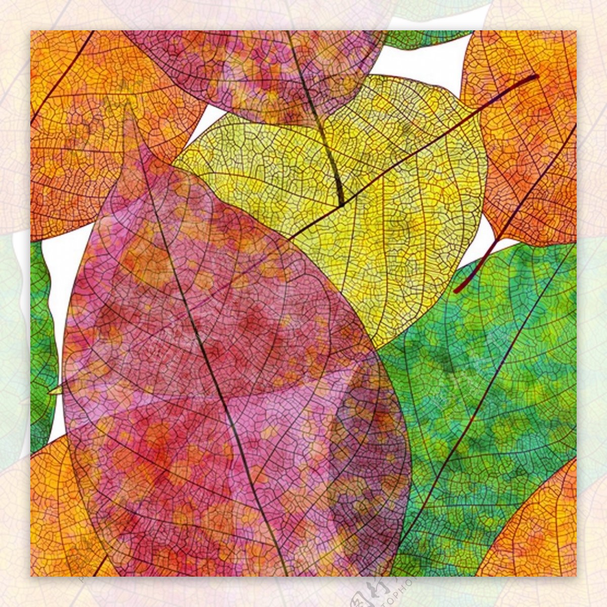 彩色漂亮秋季叶子矢量图