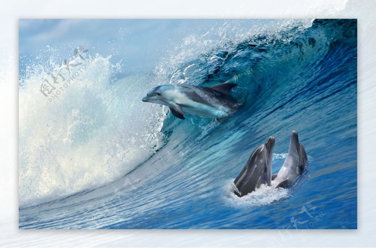 大海中的海豚