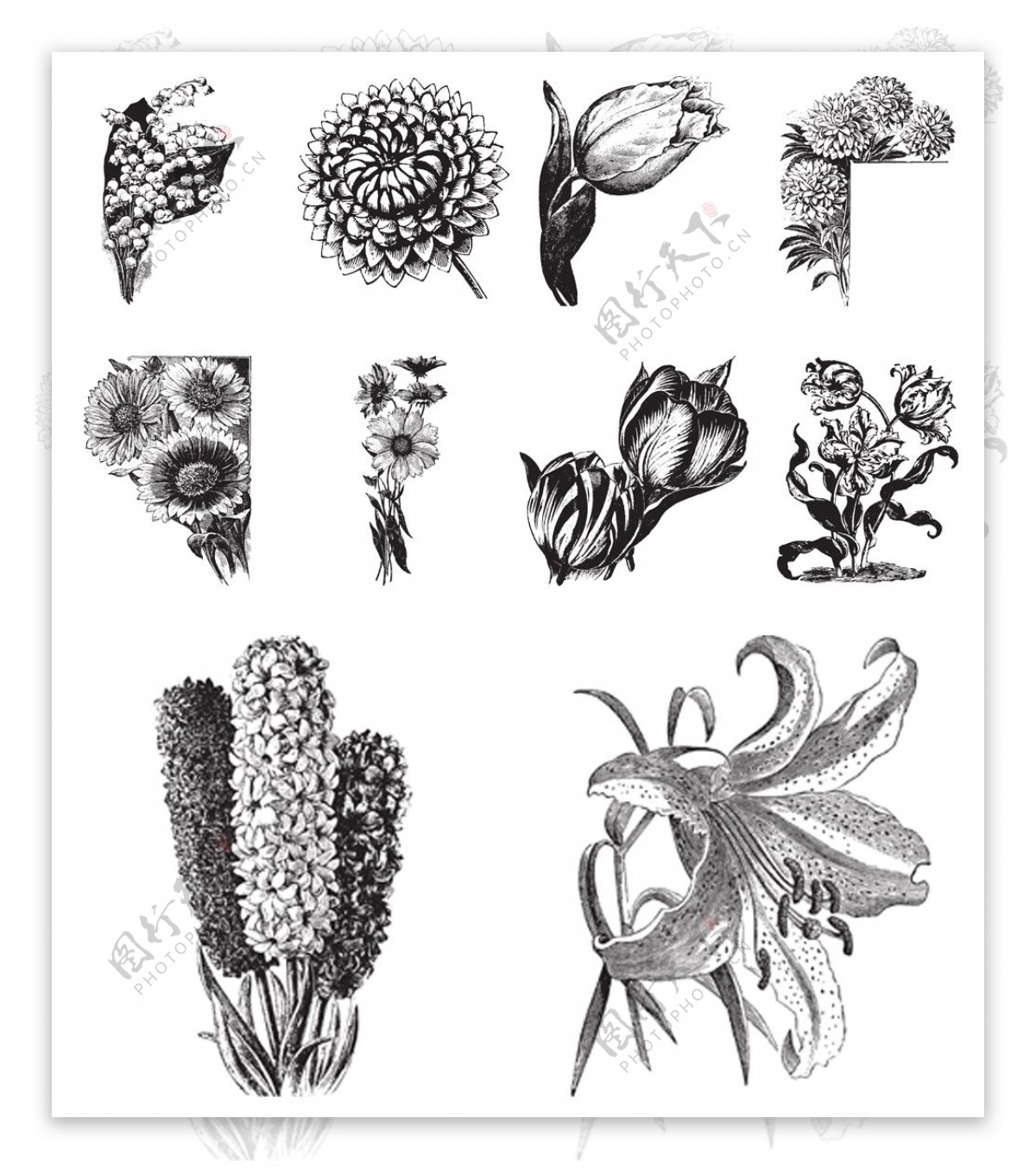 黑白手绘植物插画