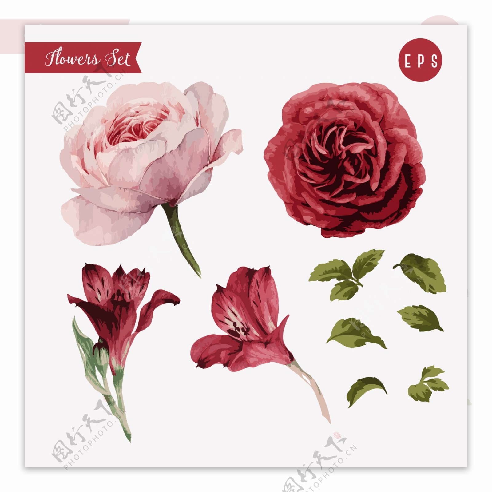 粉色玫瑰红色玫瑰矢量印刷高清设计素材