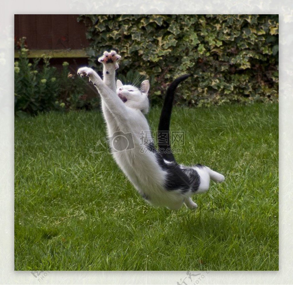 一只飞跃的猫咪