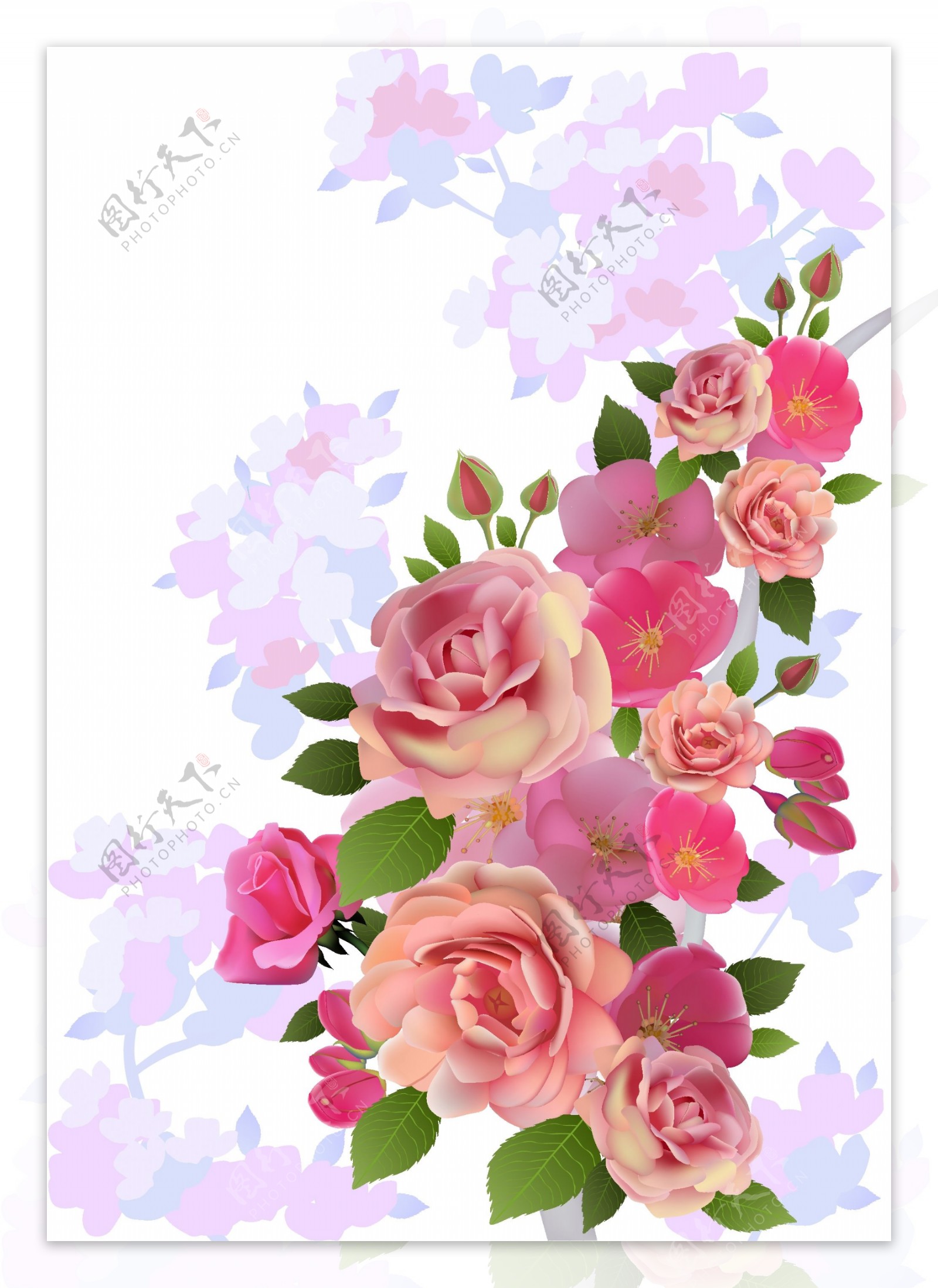 美丽的粉色玫瑰花图片素材-编号26509623-图行天下