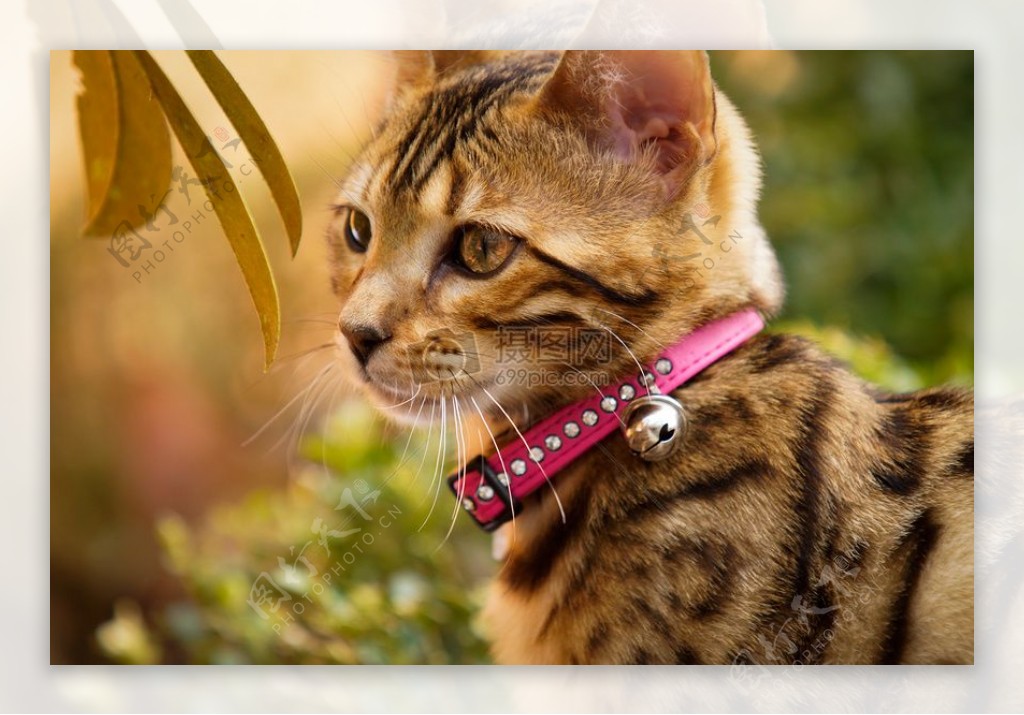 孟加拉小猫用粉红色的衣领